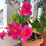 Verada House Апартаменты