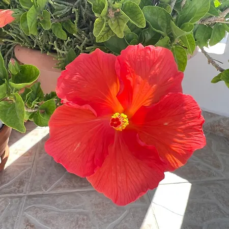 Verada House דירה Pera Gyalos